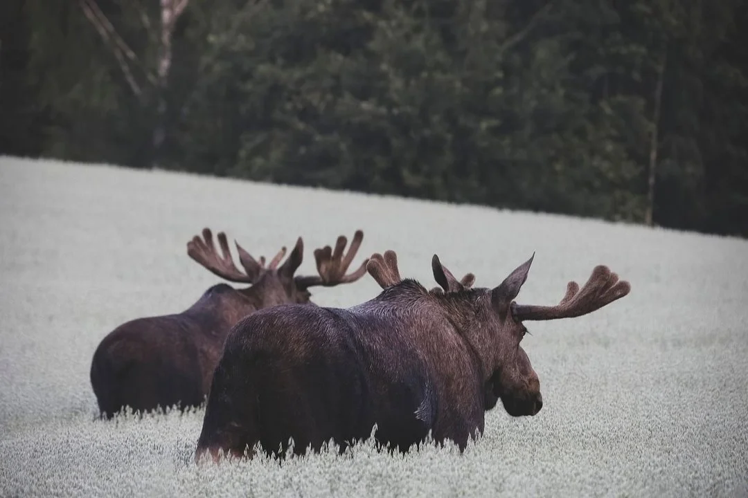 Ultimate Guide to Moose Hunting Area Permits in Finland — Apply in January for Autumn Moose Hunting