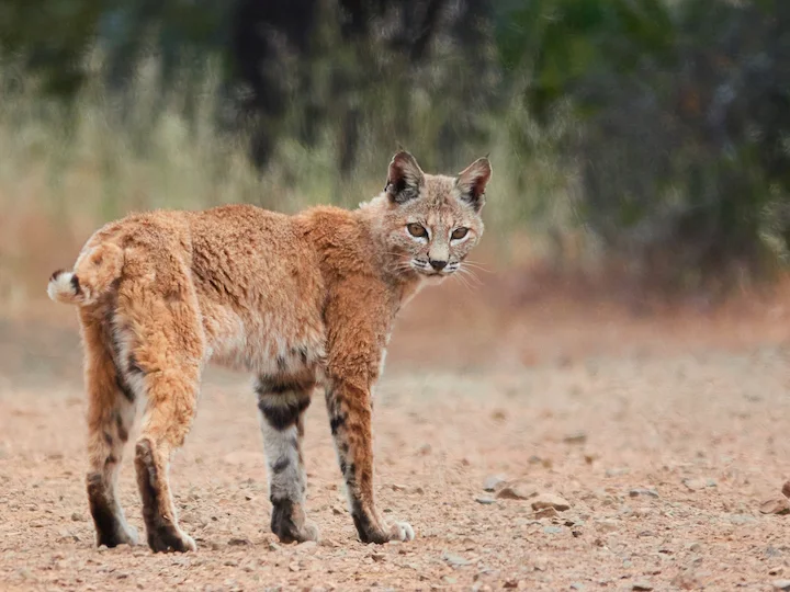 Lince rossa