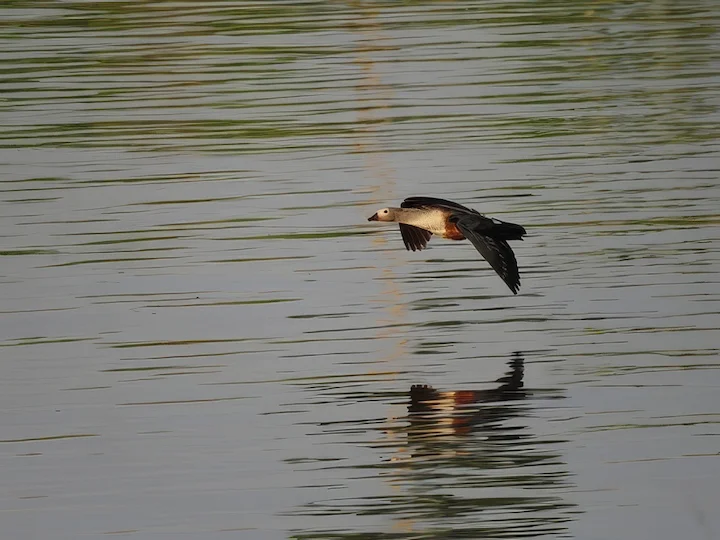 Orinokoska guska (Oressochen jubatus)