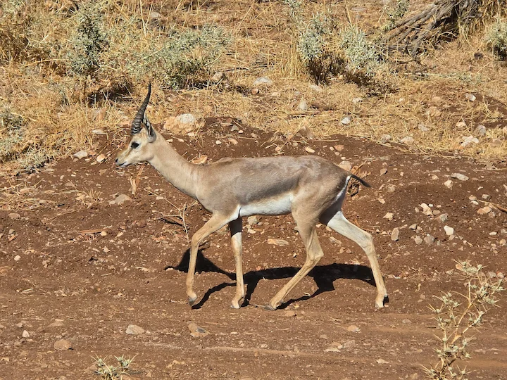 Գազել (Գազել այծ) (Gazella gazella), 3 of 3