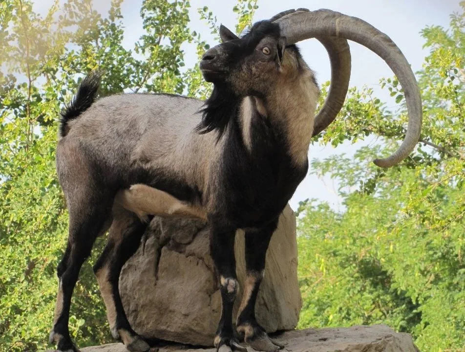 Մարգագեղ (Վայրի այծ) (Capra aegagrus), 2 of 3