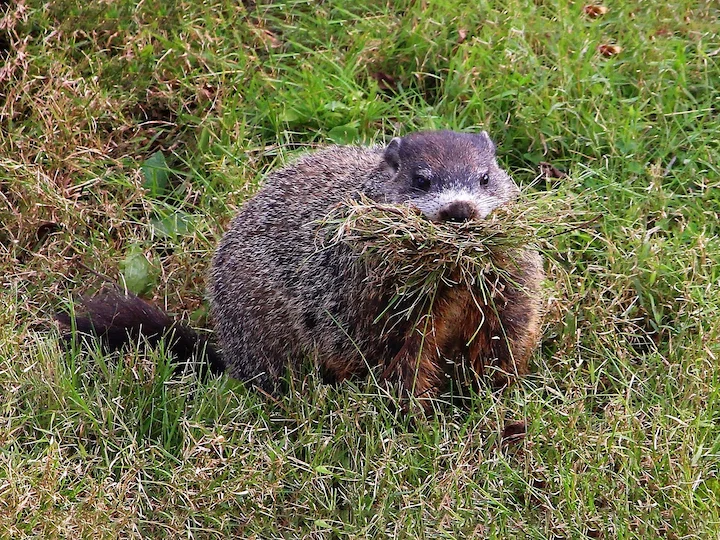 Waldmurmeltier (Amerikanisches Murmeltier) (Marmota monax)