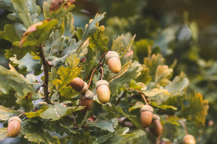 Cher: un cultivateur clandestin sacrifie vingt chênes pour planter du cannabis en forêt