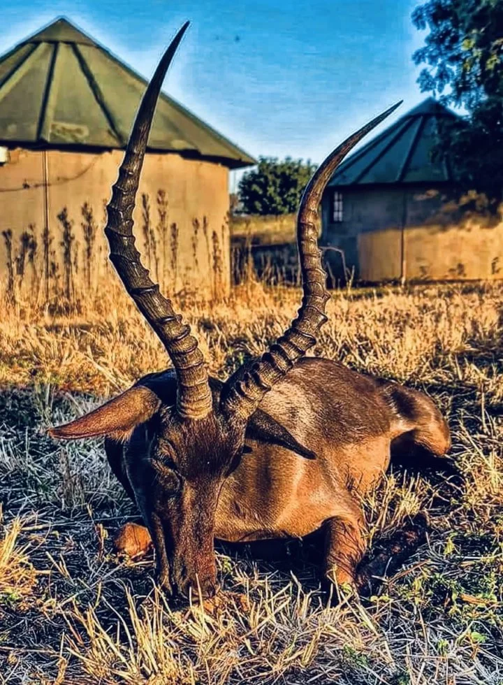 Driven Hunts in South Africa: A Hunter's Guide
