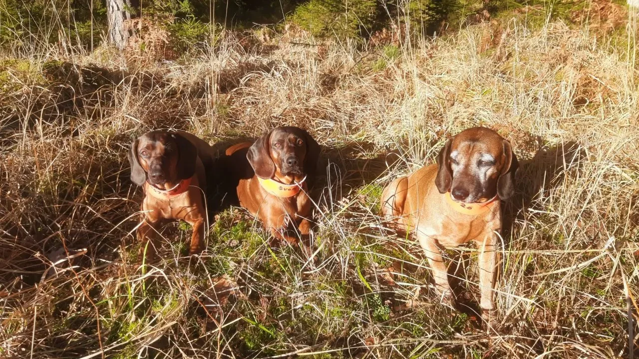 Jagd in THÜRINGEN: Jäger und Demografie, Wildbestände, Jagdzeiten, Jagdverbände und Vereine, Traditionen und Gesetze
Geographische und natürliche Besonderheiten in Thüri