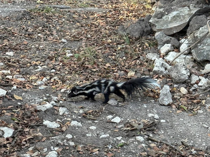 Skunk maculato appalachiano