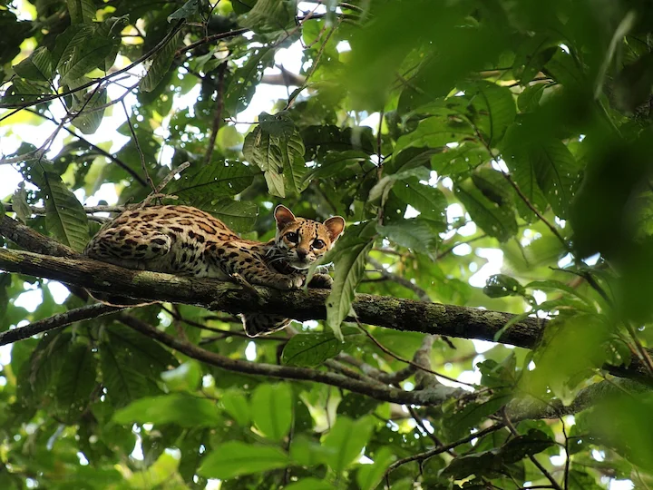 Margay dlouhoocasý