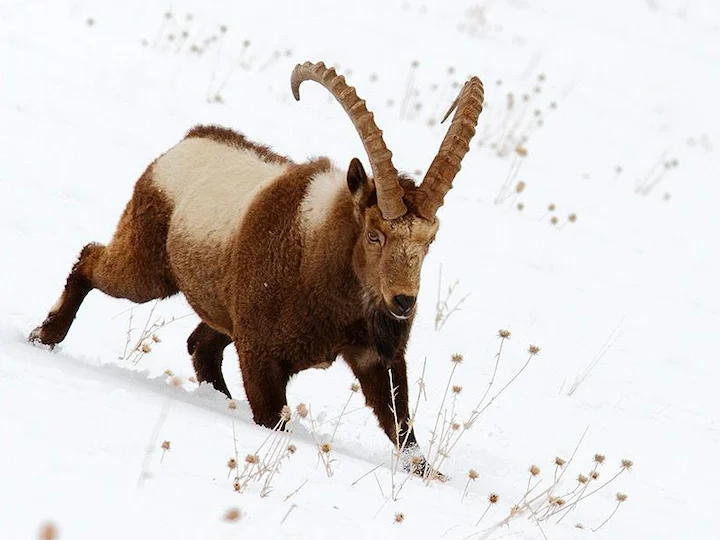 Sibirischer Steinbock (Himalaya-Steinbock) (Capra sibirica hemalayanus)