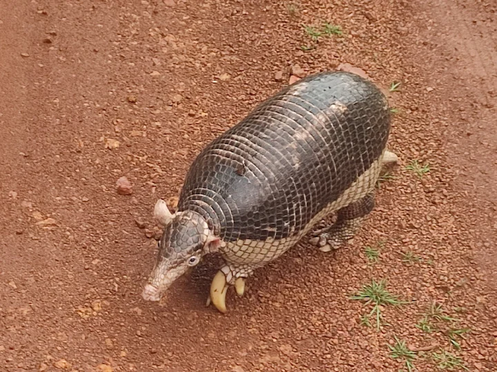 Reusetandklipper (Reuse tandklipper) (Priodontes maximus), 1 of 3