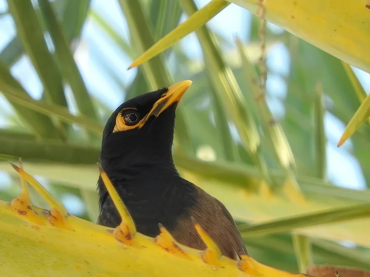 Vanlig maina (Acridotheres tristis)