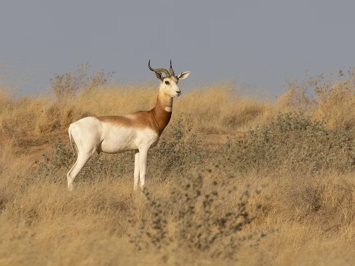 Մհորի գազել (Սպիտակափոր գազել) (Gazella dama mhorr), 3 of 3
