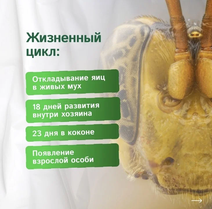 В мире энтомологии произошло захватывающее открытие , которое словно