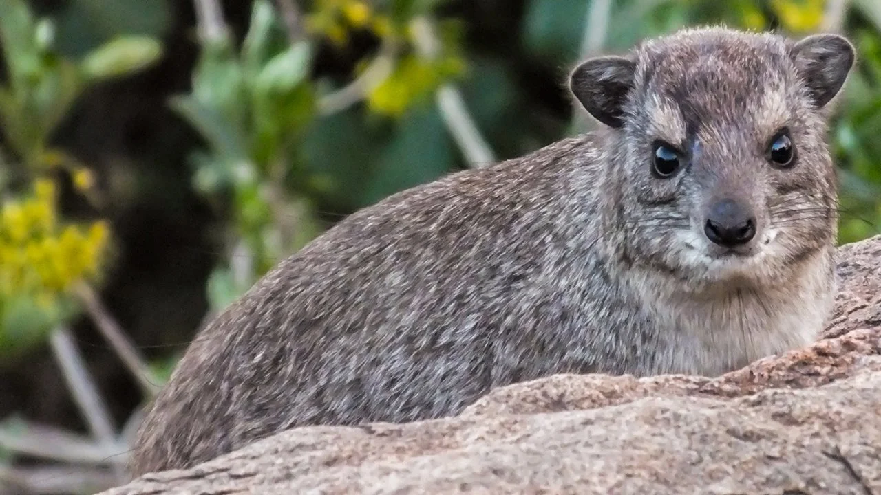 Բրյուսի հետերոհիրաքս (Heterohyrax brucei), 3 of 3