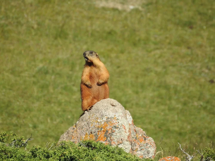 Langschwanzmurmeltier (Gelbwangenziesel) (Marmota caudata)