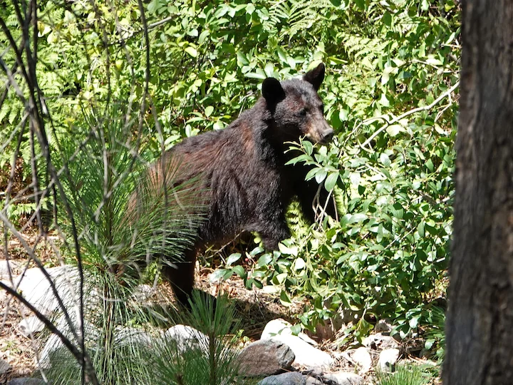 Amerikaanse swartbeer (Kermodebeer) (Ursus americanus amblyceps), 2 of 3