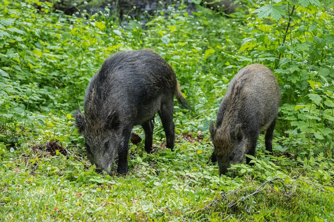 Schwarzwild 2026: Fakten, Jagd und ASP-Gefahr im Überblick

Alles über Wildschweine in Deutschland 2026 – Population, Jagdzeiten, Afrikanische Schweinepest und Schäden. A