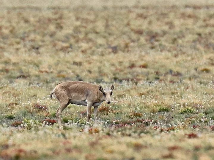 Saiga (Mongoliese saiga) (Saiga tatarica mongolica), 1 of 3