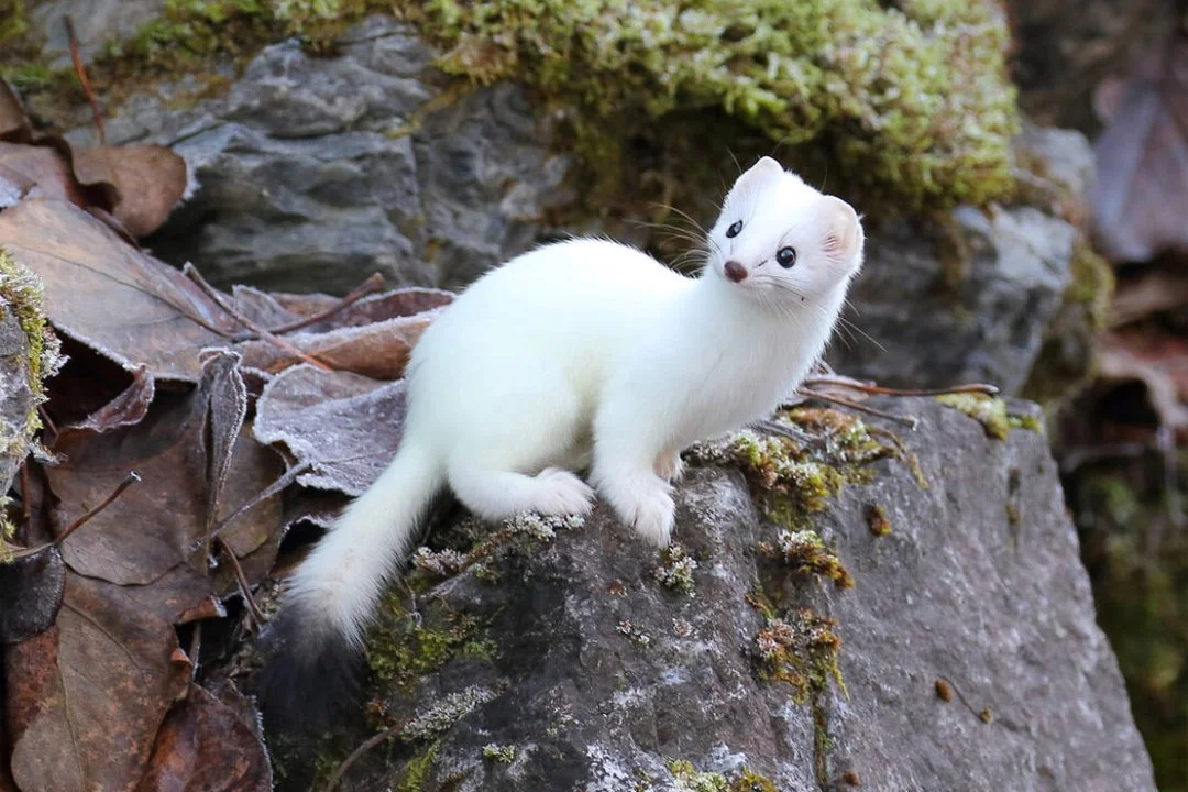 Hermynt (Kortsterthermynt) (Mustela erminea erminea), 2 of 3
