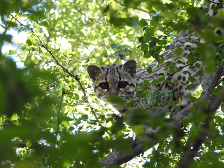 Margay dlouhoocasý