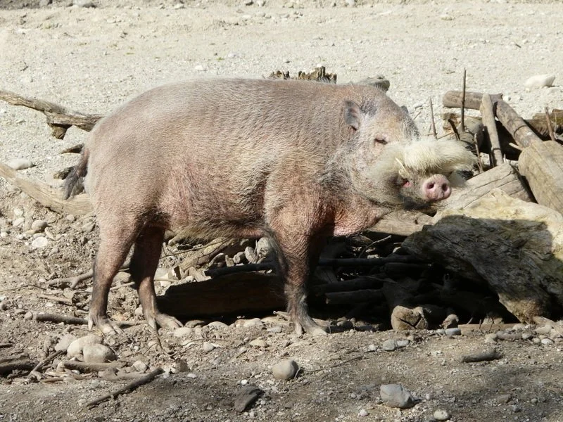 Брадат свин (Боров) (Sus barbatus)