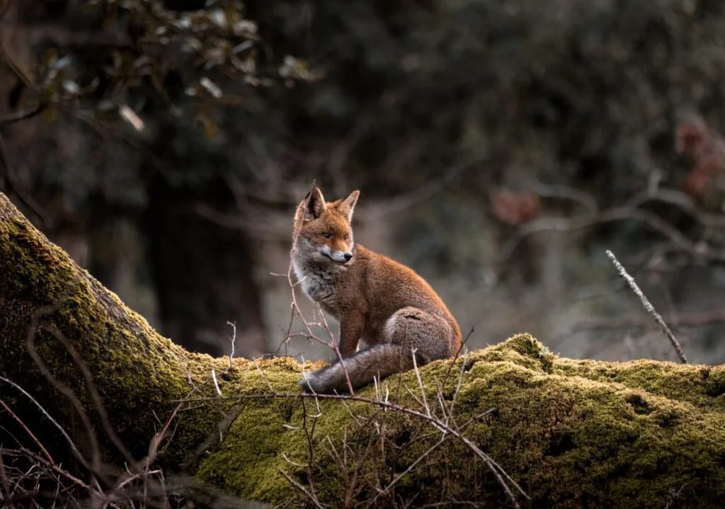 REBANE

Rebane (Vulpes vulpes) on koerlaste sugukonda rebase perekonda kuuluv kiskja. Rebane on väikese koera suurune ning pika koheva sabaga. Rebase selja karvad on oran