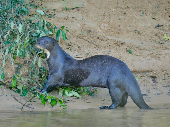 Giant Otter (Giant River Otter) (Pteronura brasiliensis)