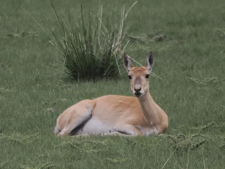 Przewalski-se gazelle Przewalski-se gazelle