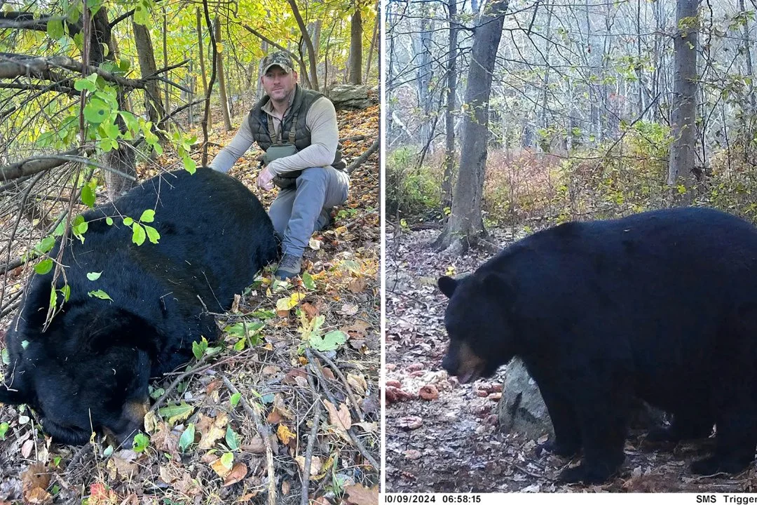 A New Jersey bow hunter established a new state record on Tuesday morning by harvesting a 770-pound black bear in Morris…