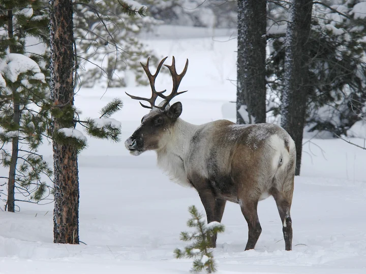Osborn's Caribou (Boreal Caribou) (Rangifer tarandus osborni)