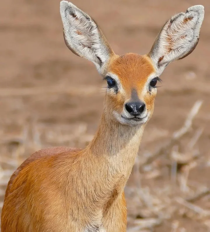 Vaalkuil (Klipspringer) (Raphicerus campestris), 3 of 3