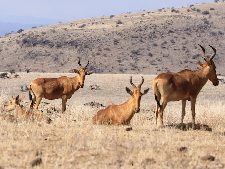 Antilope hartebeest
