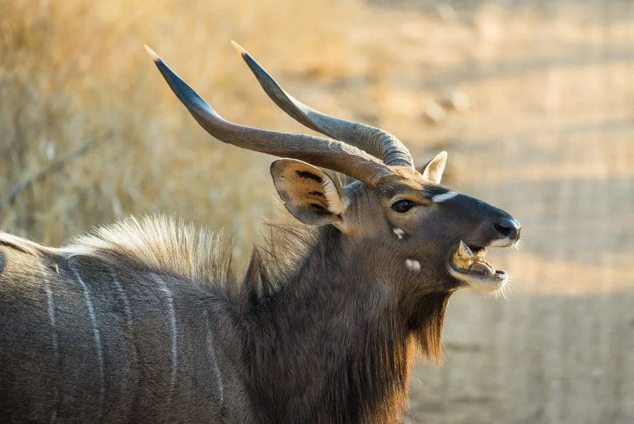 Nyala (Bosnyala) (Tragelaphus angasii), 4 of 5