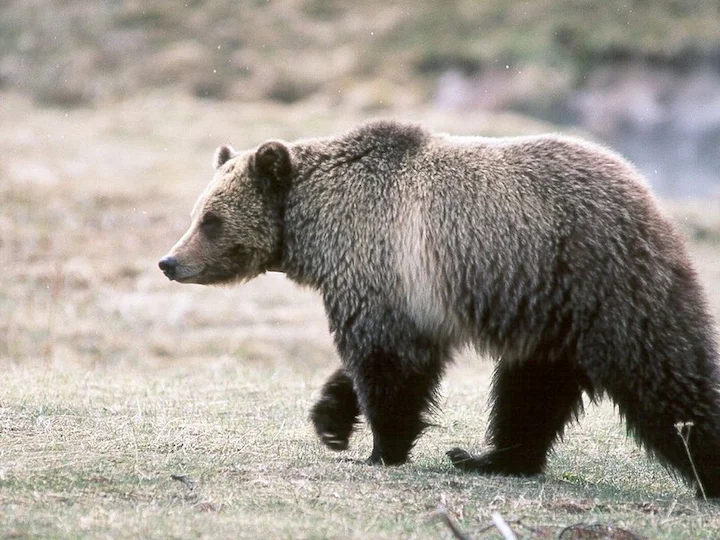 Սև արջ (Էմոնսի սև արջ) (Ursus americanus emmonsii), 2 of 3