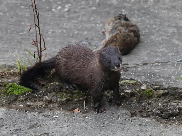 Europäischer Nerz (Steppennerz) (Mustela lutreola)
