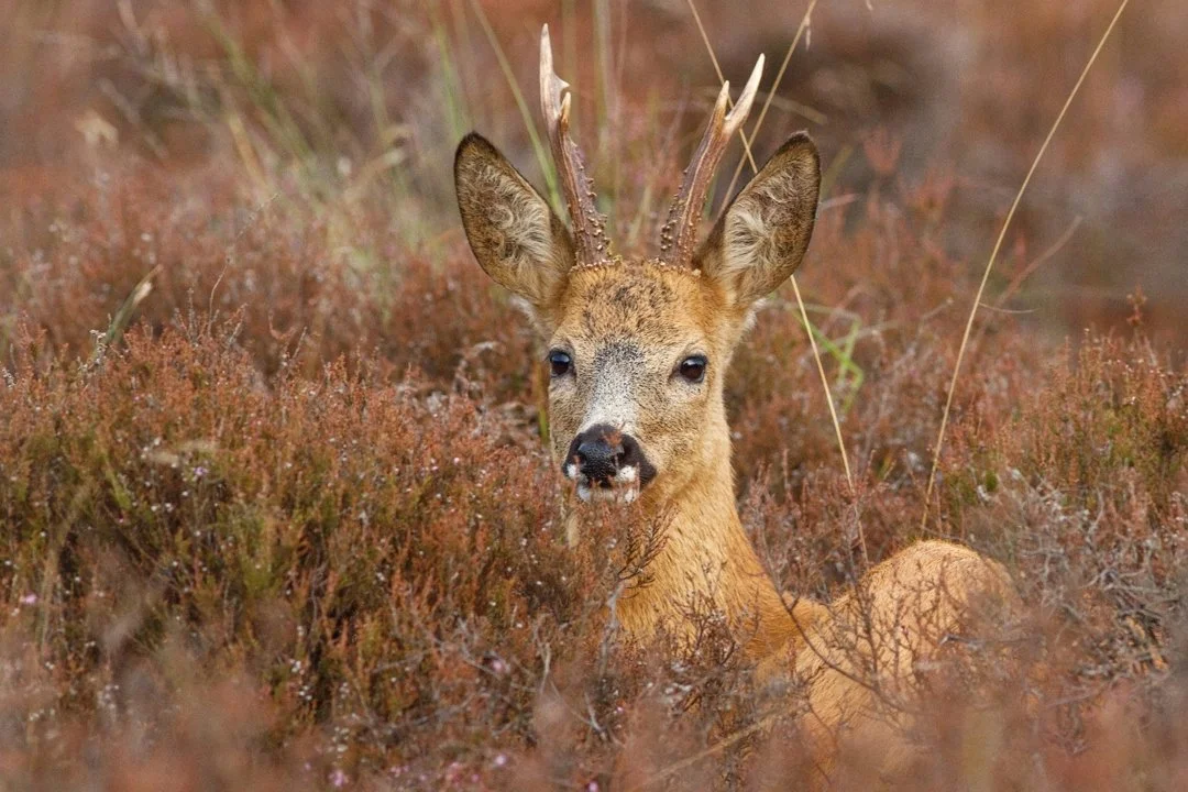 La Chasse en GIRONDE: comprenez les spécificités, découvrez les types de chasse et les chasseurs
Le département de la Gironde, situé en région Nouvelle-Aquitaine, se dis