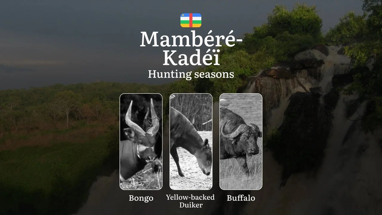 Hunting Through the Seasons in Mambéré-Kadéï: Rules, Permits & Cultural Events and Traditions
General Hunting Rules and Seasons in Mambéré-Kadéï
The official hunting se