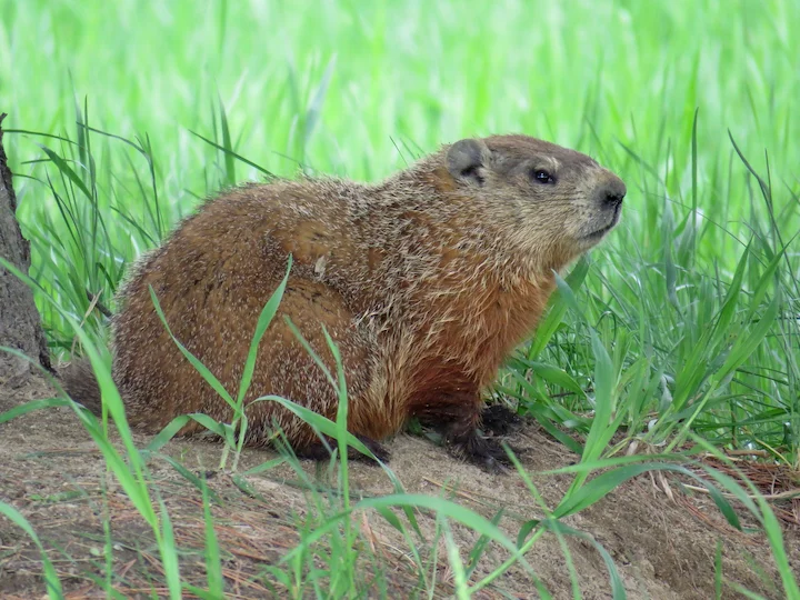 Waldmurmeltier (Amerikanisches Murmeltier) (Marmota monax)