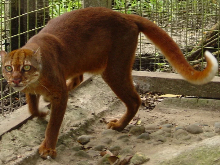 Gato bayo (Catopuma badia)