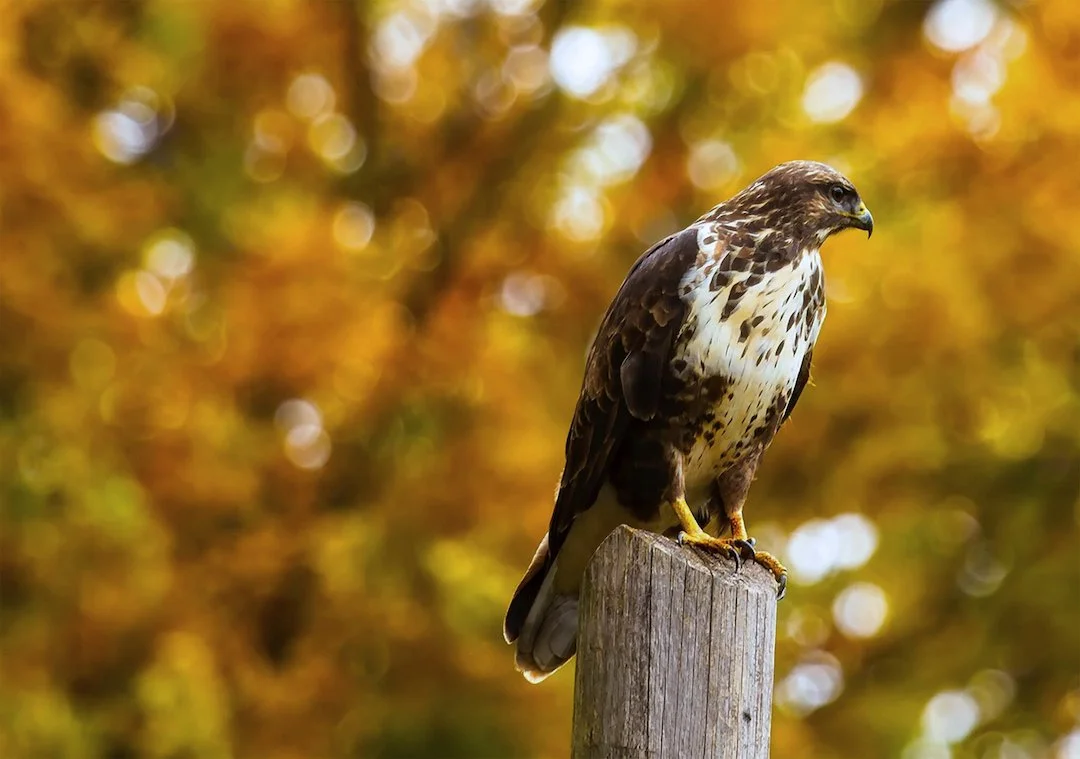 Vogelgrippe 2026: Zoo Rostock ergreift Schutzmaßnahmen – Jäger aufgepasst!

Die Geflügelpest breitet sich in Deutschland weiter aus. Der Zoo Rostock reagiert jetzt mit st