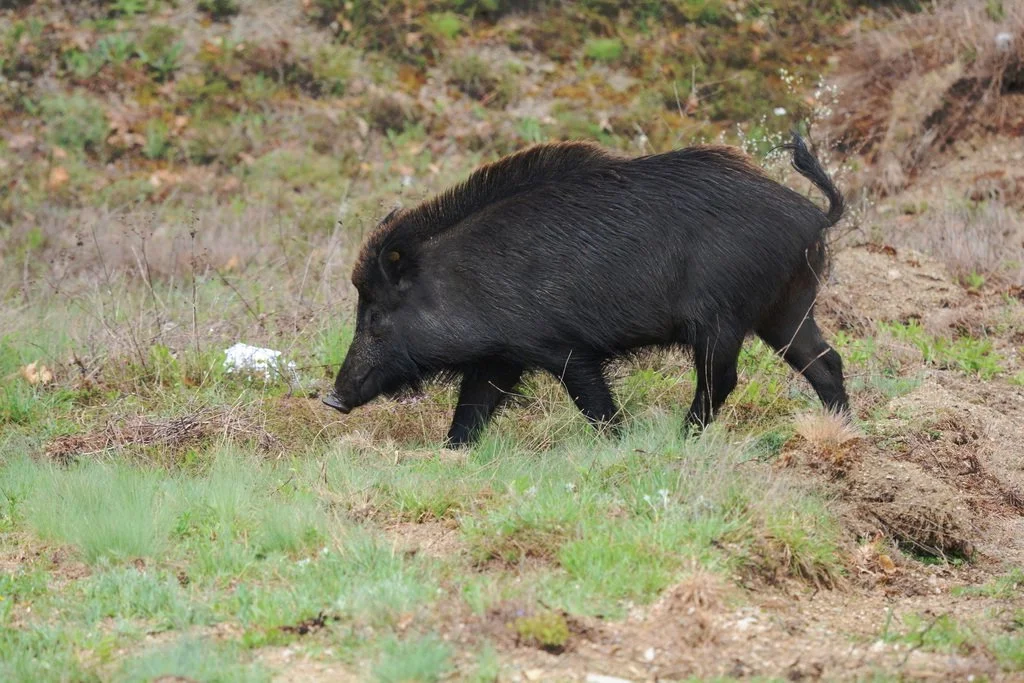 Wilde vark (Azië wilde vark) (Sus scrofa attila), 3 of 3