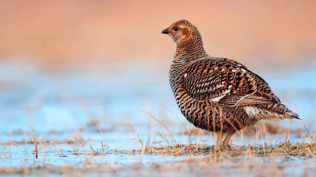 Ohio Proposes Major Changes for Grouse, Deer, and Fall Turkey Hunting Seasons