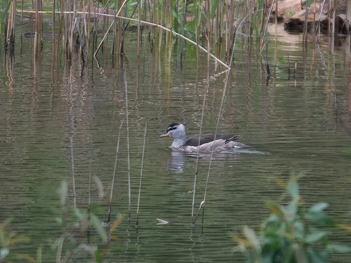 Coromandelska patička (Nettapus coromandelianus)