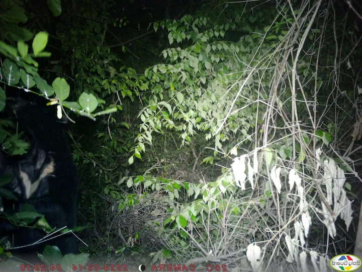 Orso nero asiatico