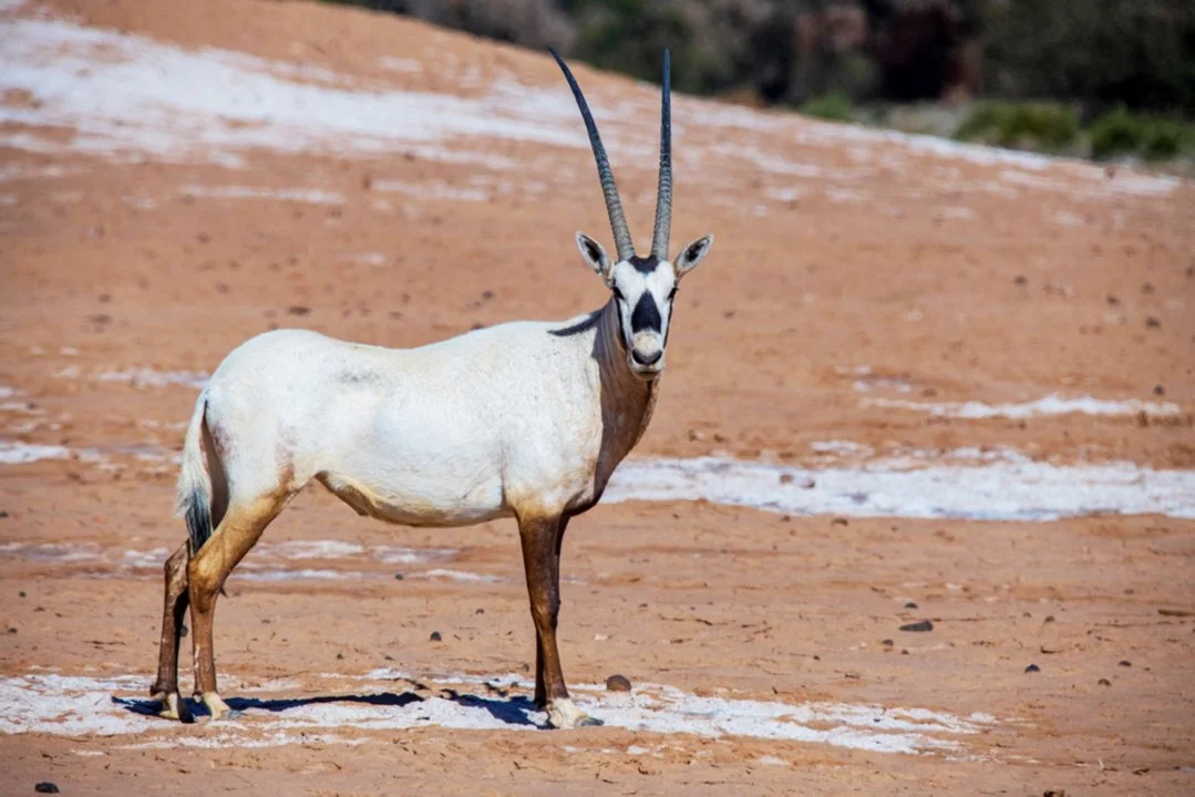 Սպիտակ օրիքս (Արաբական օրիքս) (Oryx leucoryx), 3 of 5