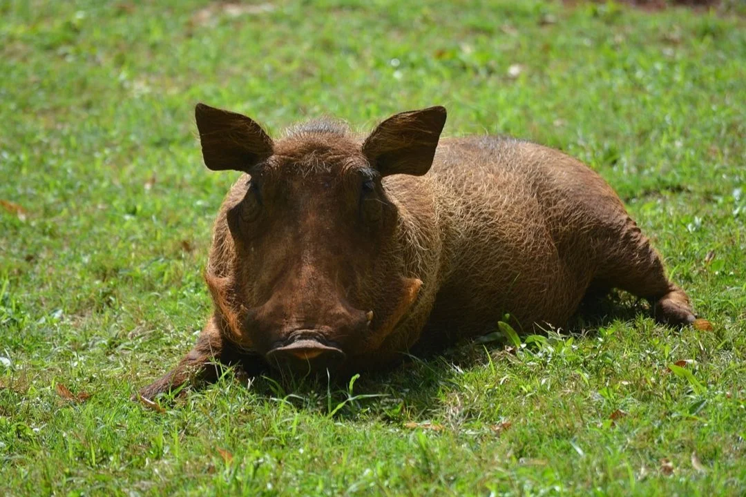 Llamamiento urgente a los cazadores de la Comunidad Valenciana: nuevas rutas y 75 puntos de entrega para jabalíes abatid… Llamamiento urgente a los cazadores de la Comunidad Valenciana: nuevas rutas y 75 puntos de entrega para jabalíes abatid…
