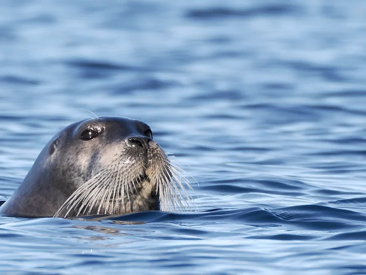 Foca barbuta