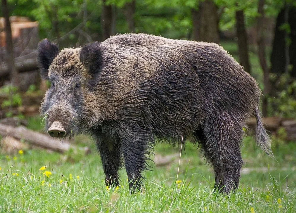 The wild boar (Sus scrofa), also known as the wild swine, common wild pig, Eurasian wild pig, or simply wild pig, is a suid native to much of Eurasia and North Africa, an