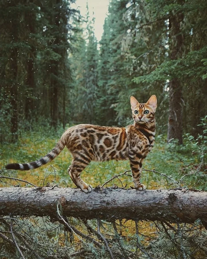 Bengalkat, eller dværgkat, eller fjernøstlig kat (lat. Prionailurus bengalensis) er en katteart fra underfamilien af små katte. Bengalske katte lever i Syd- og Østasien