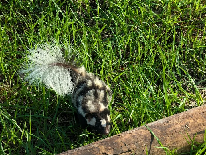 Eastern Spotted Skunk (Common Spotted Skunk, Little Spotted Skunk) (Spilogale putorius)