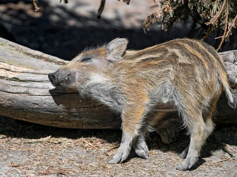 Siberiese wilde vark (Siberiese vark)